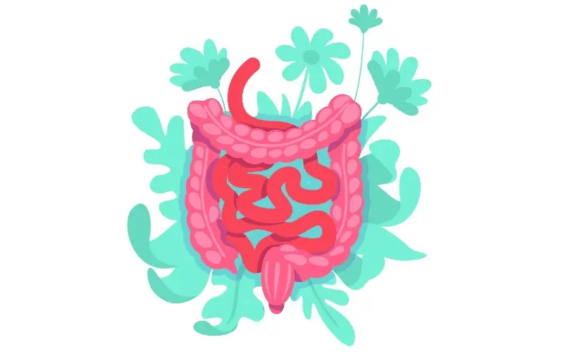 Digestion system Bolster
