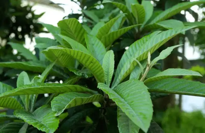 Loquat leaves