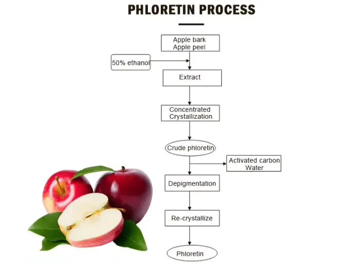 Phloretin process