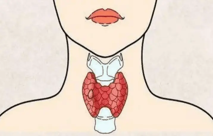 Thyroid Work