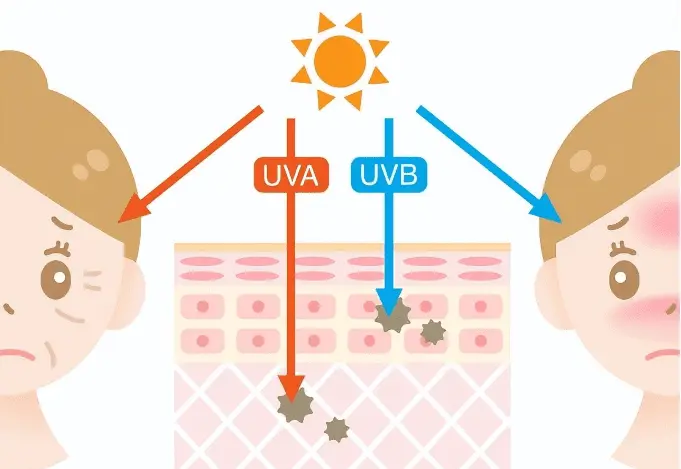 Vitamin C protects against UV damage