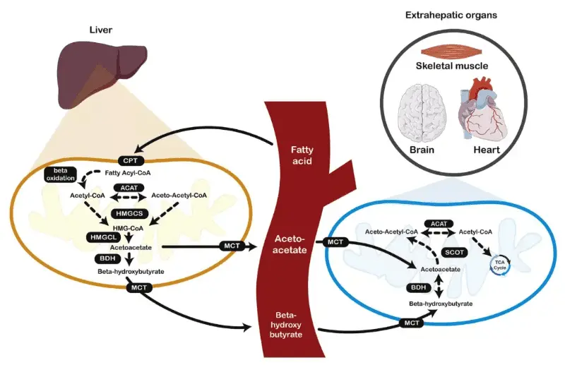 NMN promotes metabolism