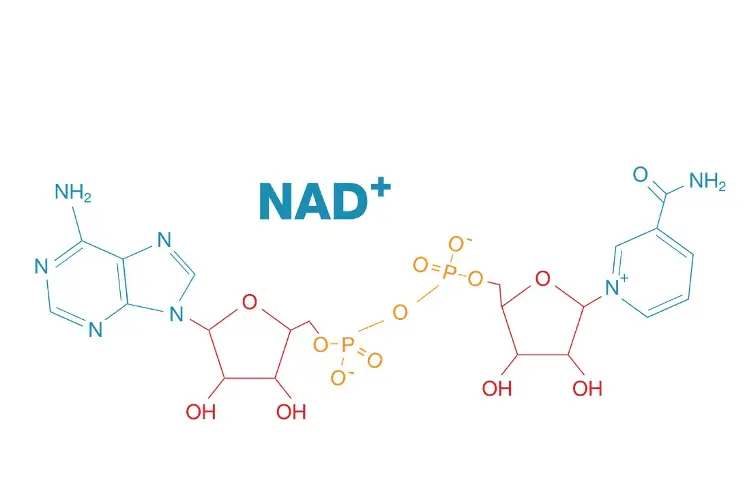 NMN and Its Mechanism of Action