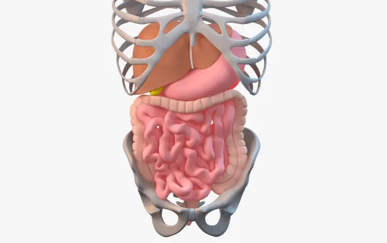 Digestive system