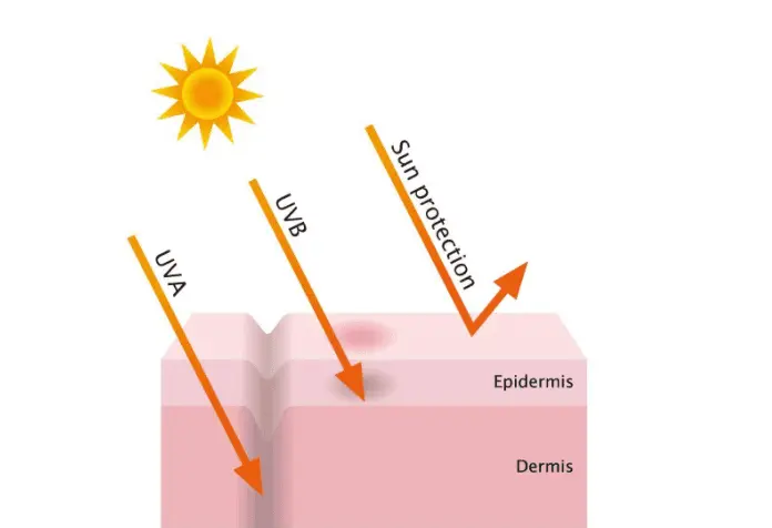 The Role of Ectoin Powder in Skin Protection