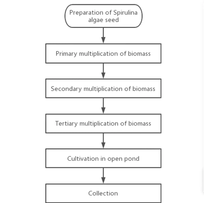 Spirulina Extract Production Process