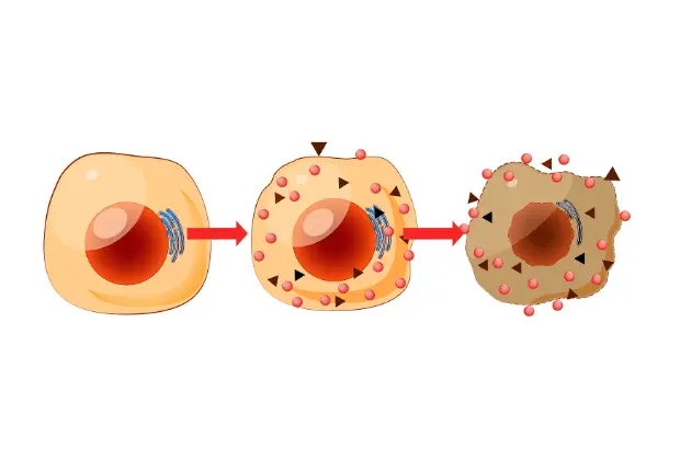 How does l-ergothioneine work