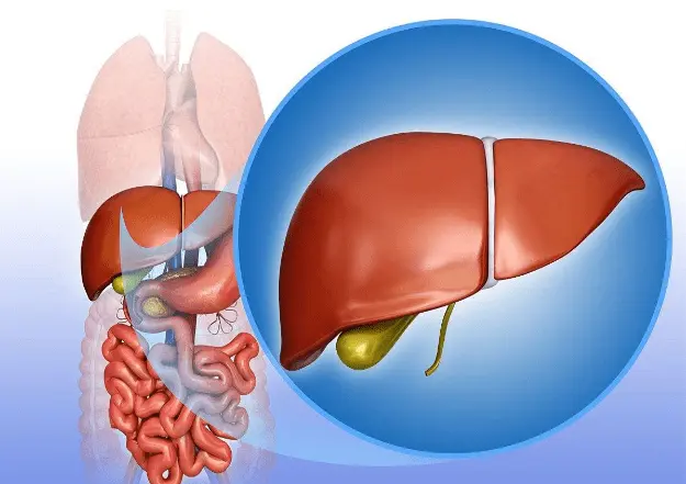 Sorbitol Hepatic Metabolism