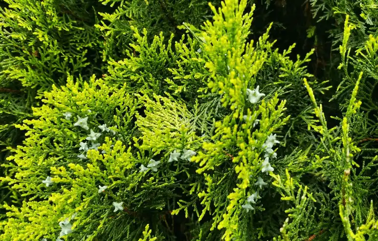 Platycladus plant