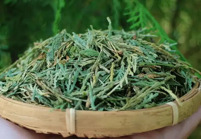 Traditional Medicinal Uses of Platycladus Plant